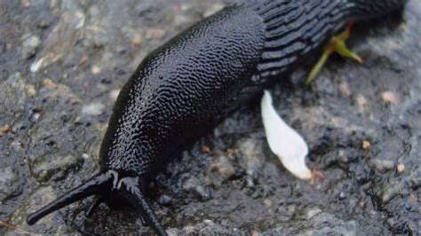 European Black Slug Youtube