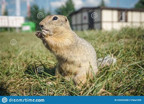 Funny Gopher In The Park Stock Photo Image Of Fluffy 232422200