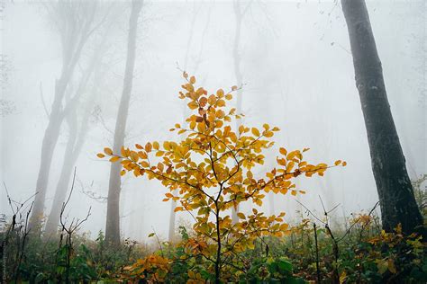Autumn Tree In Misty Woods By Stocksy Contributor Cosma Andrei