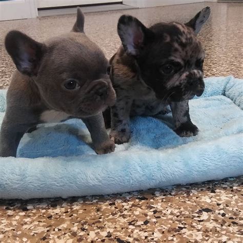Here is one last startling fact about unlikely genes being connected. adorable merle french bulldog puppies for sale ...