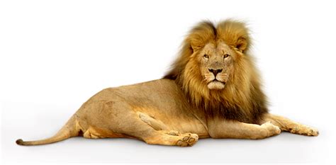 Images De Lions Animaux • Les Plus Belles Photos Par Bonjour Nature