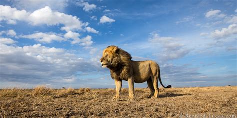 Serengeti Lion Burrard Lucas Photography