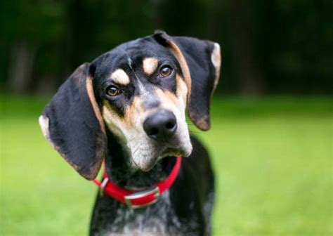 German Shepherd Coonhound Mix What To Expect