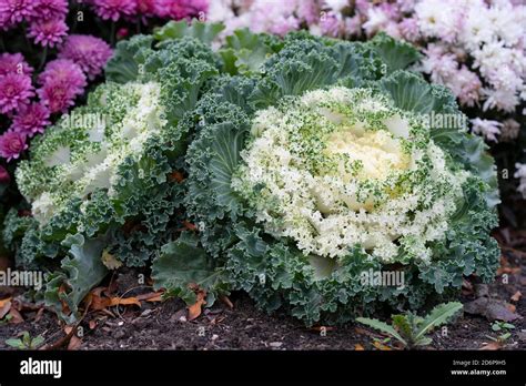 White Ornamental Flowering Kale Growing In Garden Autumn Flowers