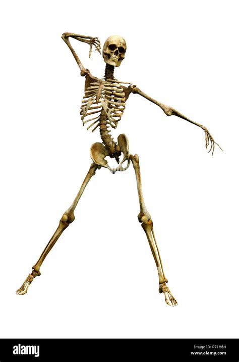 3d Rendering Human Skeleton On White Stock Photo Alamy