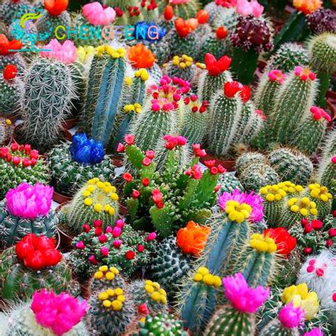 Multifarious Ornamental Plant 100 Pcs Lot Mixed Cactus Seeds For