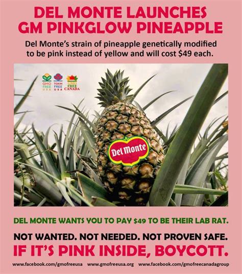 Gmo Pink Pineapple Launched At 49 Each Wont Be Labeled Gm The