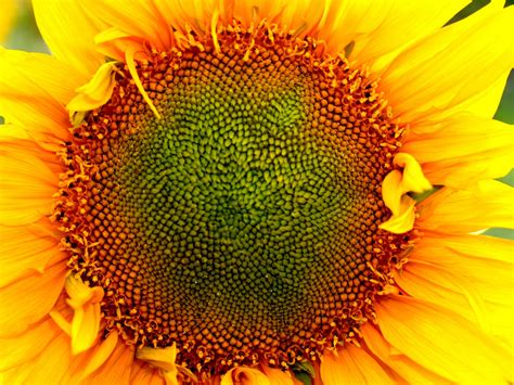 Sunflower Field Free Stock Photo Public Domain Pictures