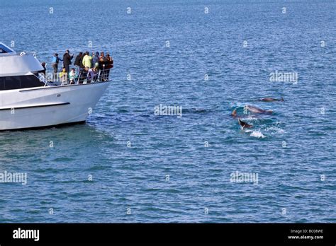 Dolphin Watching Bay Of Islands Northland New Zealand Tourists