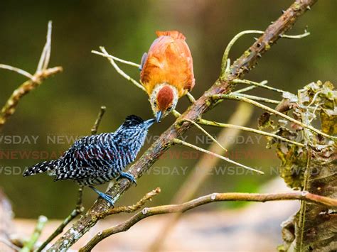 Care For The Birds At Rocky Point Trinidad And Tobago Newsday