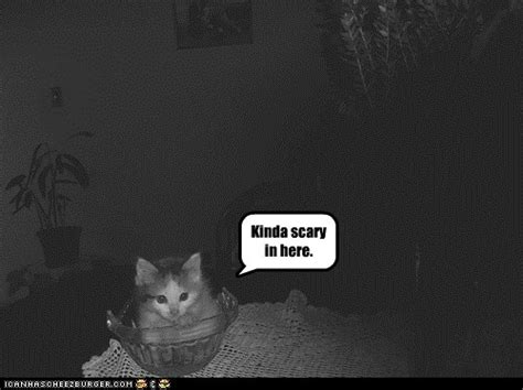 Kinda Scary In Here Lolcats Lol Cat Memes Funny Cats Funny