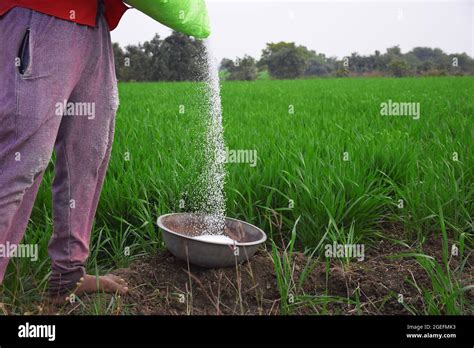 Indian Farmer Is Applying Fertilizer In Steel Vessel To Increase