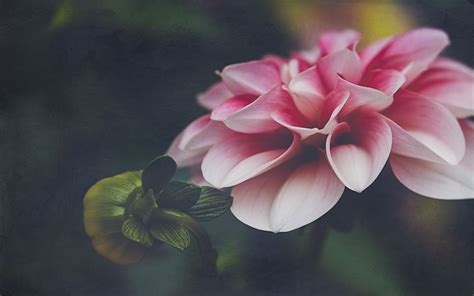 Download Wallpaper 3840x2400 Dahlia Flower Petals Leaves Pink