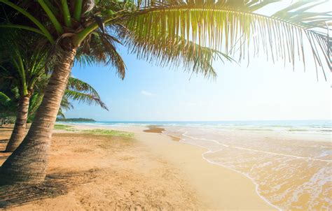 Wallpaper Sand Sea Beach The Sun Palm Trees Shore Summer Beach