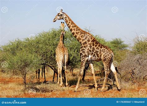 The Giraffe Close Up Giraffa Camelopardalis Is An African Even Toed
