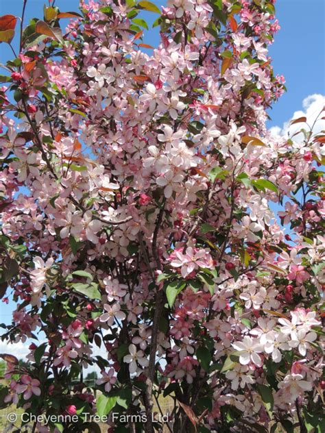 Crabapple Courageous Flowering Cheyenne Tree Farm Trees Shrubs