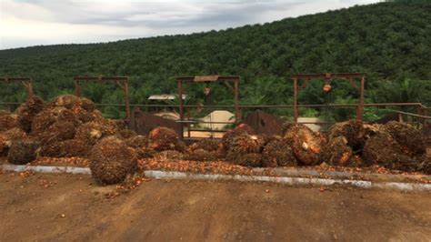 Kilang minyak masak alijaya dan fatin. Malaysia Palm Oil Plantations \Ram\ Palm Oil \Palm Oil ...