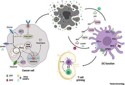 Metabolic Regulation Of The Cancer Immunity Cycle Trends In Immunology