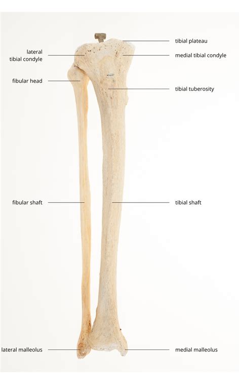 Right Leg Bone Diagram Hip Thigh Atlas Of Anatomy Bones Of The