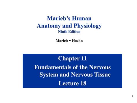PPT Chapter 11 Fundamentals Of The Nervous System And Nervous Tissue