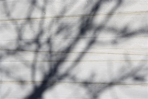 Winter Tree Branch Shadows On White Paneled Wall Texture Picture Free