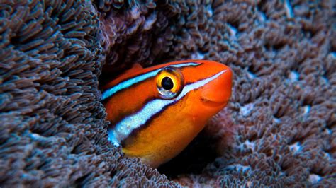 Unique Animals In The Indian Ocean