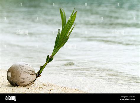 Sprout Emerging From Coconut On Tropical Beach Stock Photo Alamy