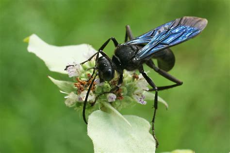 Sphex Pensylvanicus Sphex Pensylvanicus Bugguide Net