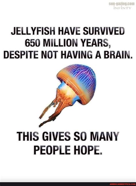 Jellyfish Have Survived 650 Million Years Despite Not Having A Brain