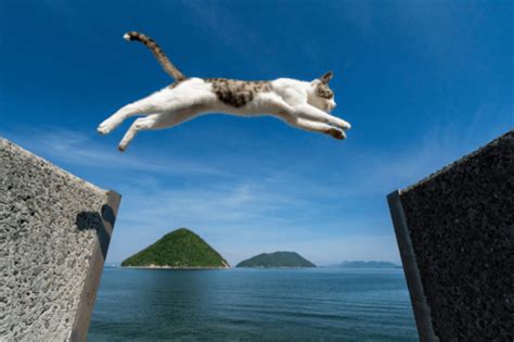 How High Can A Cat Jump Can You Train A Cat