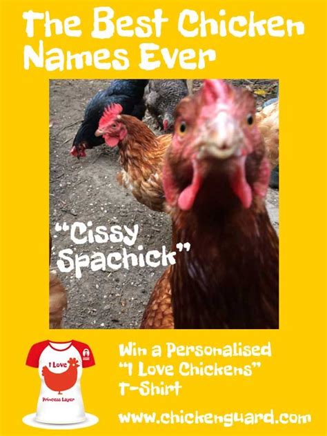 Chicken Name Cissy Spachick Chicken Keeper Sue F Entry In