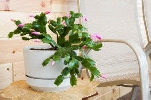 The best time to repot is after the plant is. Give Coffee to a Christmas Cactus | Christmas cactus ...