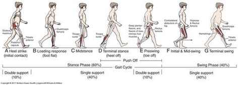 Words To Describe Gait And Posture
