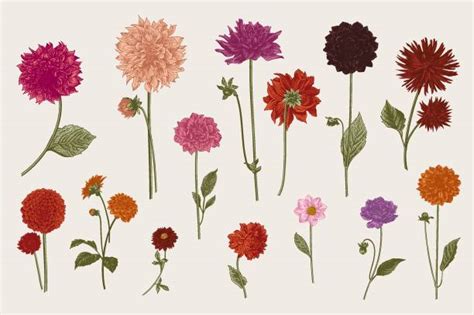 9300 Dahlia Stock Illustrations Royalty Free Vector Graphics And Clip