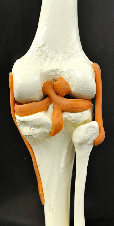 Human Anatomy Lab Knee Joint Model