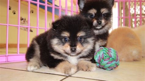 Gorgeous Pomeranian Puppies For Sale Georgia Local Breeders Near