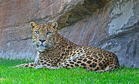 Leopardo Leopard Bioparcvalenciaes Leopardo Verano