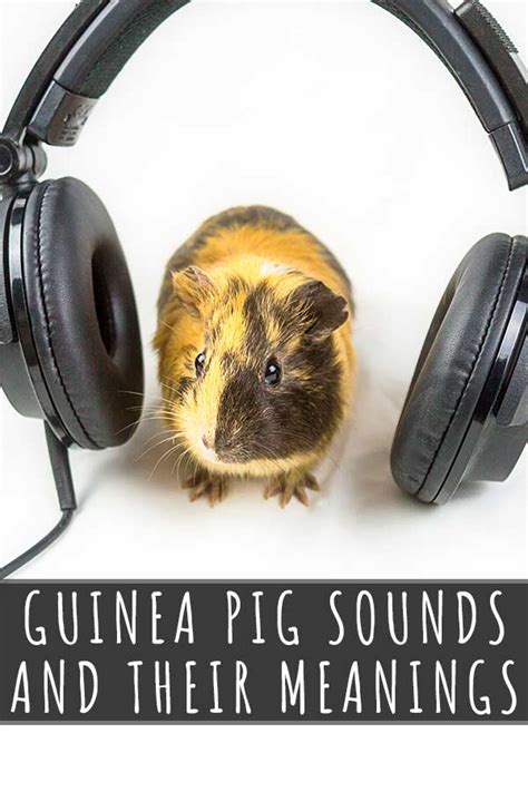 Guinea Pig Sounds And Their Meanings A Guide To Guinea Pig Noises