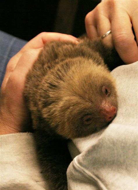 Baby Sloth Slinks Into Rosamond Ford Zoo Zooborns