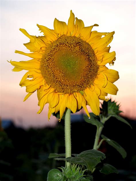 Sunflower Field Free Stock Photo Public Domain Pictures