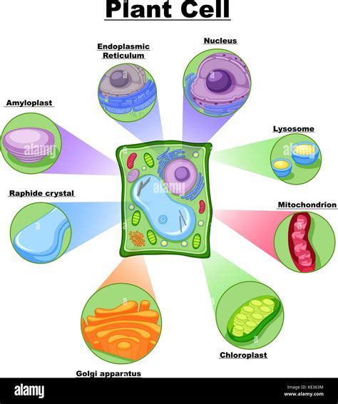 Diagrama Que Muestra La Ilustración De Células Vegetales Imagen Vector