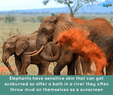 10 Fun Facts About Elephants You Probably Didnt Know Before Lively