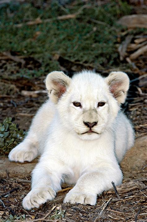 White Lion Cub Photograph By Tony Camachoscience Photo Library Fine