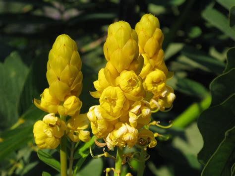 Cassia Alata Seeds Candlestick Bush Fresh And Organic Yellow Annual