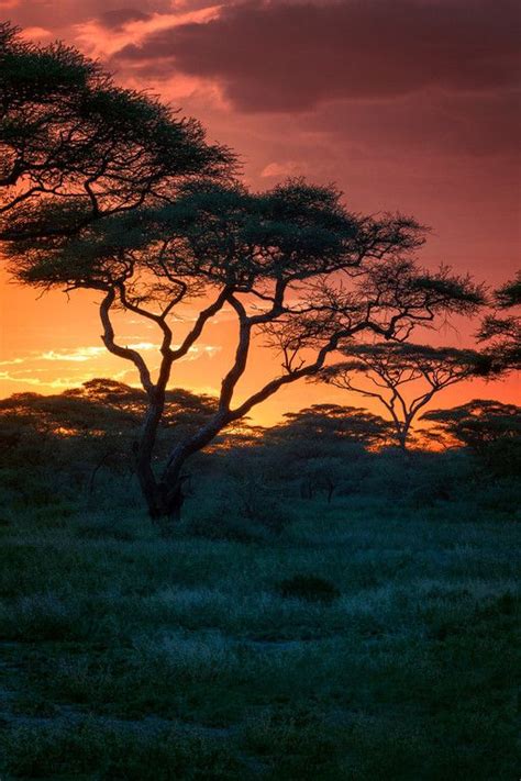 Acacia Tree The Serengeti Tanzania Wonders Of The World Scenery