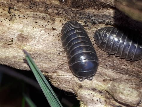 Gemeine Rollassel Armadillidium Vulgare 1 Gewöhnliche  Flickr