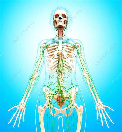 Female Lymphatic System Artwork Stock Image F0071135 Science