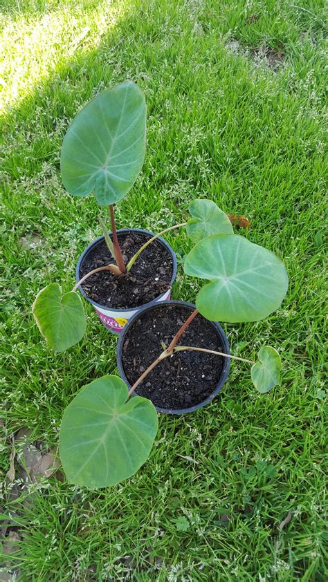 Around the same time, the kittens start roaming their birthplace, and start playing among themselves by the fifth or the sixth week. Elephant's Ear (Colocasia 'Fierce Gigante') in the ...