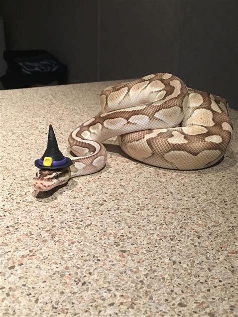 How To Be A Snake For Halloween Anns Blog