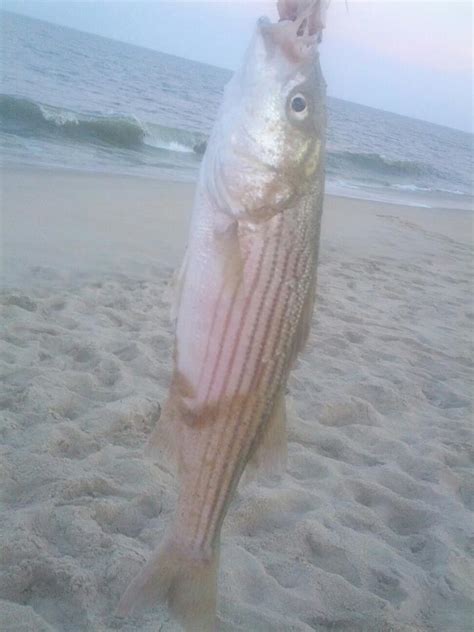 The Fall Striped Bass Run Is Coming Soon To Delaware Delaware Surf